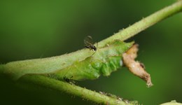 Test methods, insecticide resistance, mineral oils and monitoring: dealing with aphids in 2020 and beyond